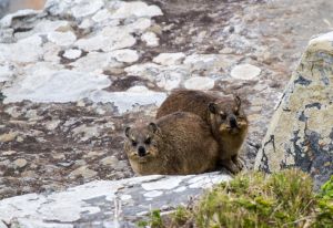 0930_Plettenberg Bay_121.jpg